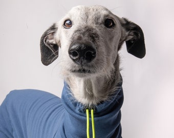 May include: A grey and white dog wearing a blue fleece hooded sweater with a bright green drawstring. The dog is looking directly at the camera.