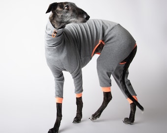 May include: A grey dog wearing a grey and orange jumpsuit. The dog is standing on a white background.