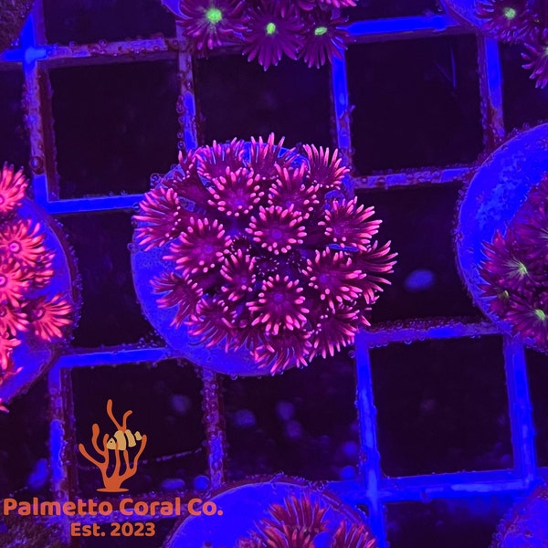 Hot Pink Tips Goniopora Coral (WYSIWYG) - Saltwater decoration - Live saltwater coral - WYSIWYG- Goni