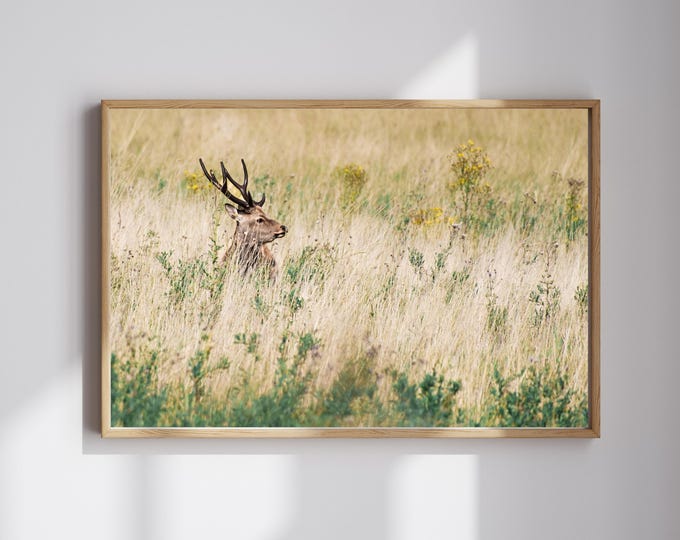 Framed Photography Art Print | Scandinavian Wildlife | Deer | Minimalist Nature Wall Art | Artful Modern Home Decor | ''The Watcher''