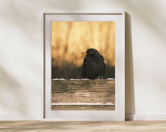 Fine Art Photography Print | Scandinavian Wildlife | Black Bird | Minimalist Nature Wall Art | Modern Home Decor | Museum Quality Poster
