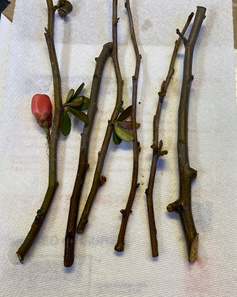 4 Flowering Quince Cuttings for Propagation Etsy