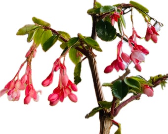 3 Begonia Fuchsioides Fresh Cuttings for Easy Propagation