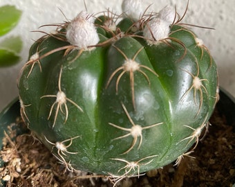 1 plante vivante gymnocalycium, cactus rare dans un pot de 4 po.