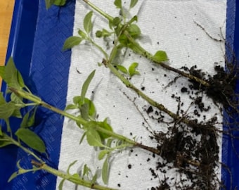 3 Pineapple Sage Starter Plants