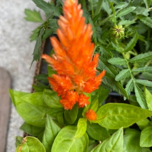 3 Celosia Starter Plants image 4