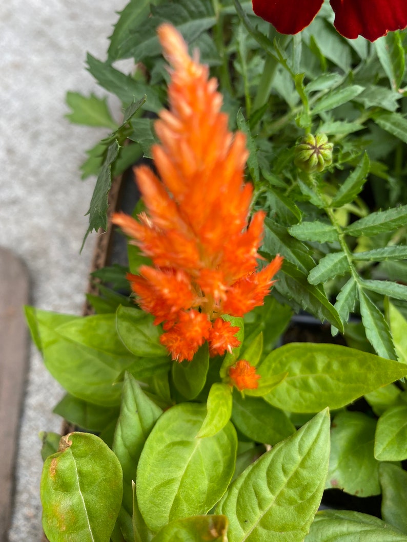 3 Celosia Starter Plants image 4