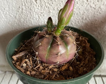 1 Cactus Menton Dans Un Pot De 4". Elle a actuellement des boutons floraux. Veuillez voir l'image.