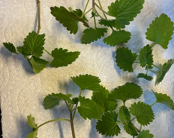 5 Fresh Cut Catnip for Easy Propagation