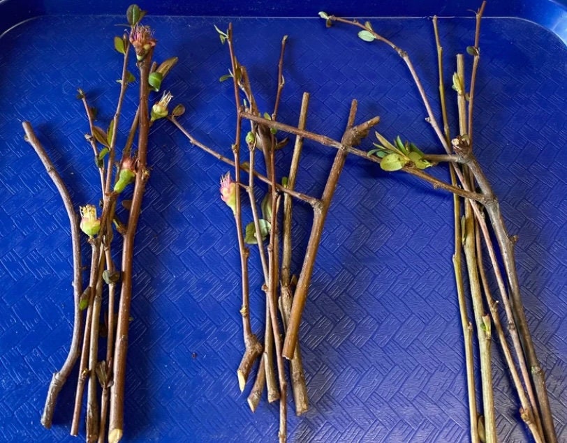 4 Flowering Quince Cuttings for Propagation Etsy