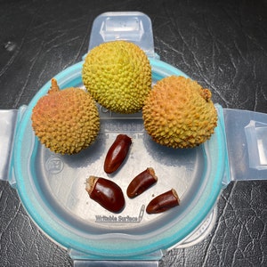 10 Lychee Seeds