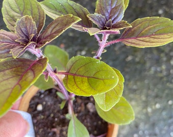 Basilic violet dans un pot de 3 po.