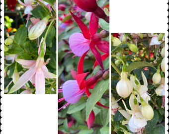 3 boutures fuchsia fraîches - Voir la première photo pour la couleur de leurs fleurs