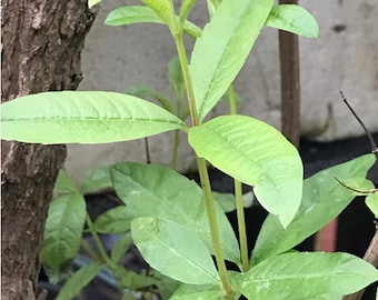 6 boutures fraîches de verveine citronnée pour la propagation