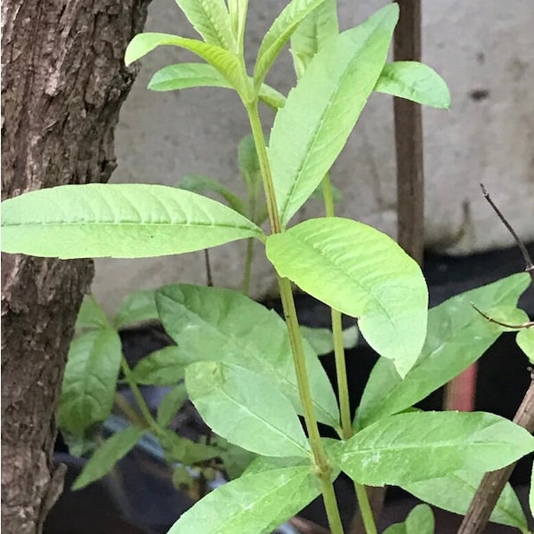 6 Lemon Verbena Fresh Cuttings for Propagation