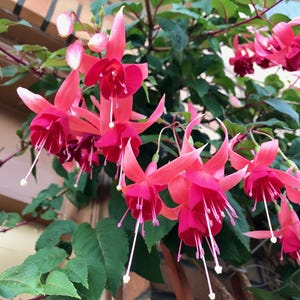 4 Fuchsia Fresh Cuttings-Pink Flower