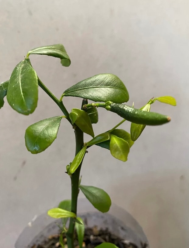 Byron Sunrise Finger Lime – 3 Unrooted Cuttings, Imported, Rare Australian Citrus
