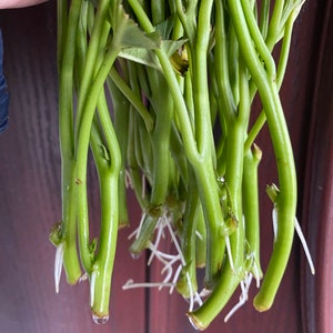 10 Chinese Yam Leave Ready to Plant