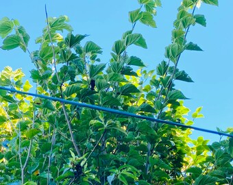 4 Mulberry Cuttings for Propagation