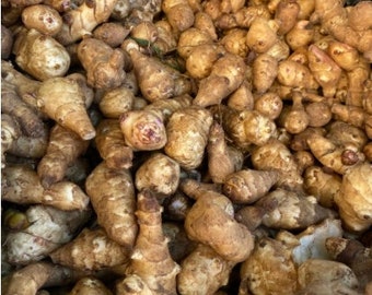 6 Jerusalem Artichoke Tubers / Sunchoke for Planting