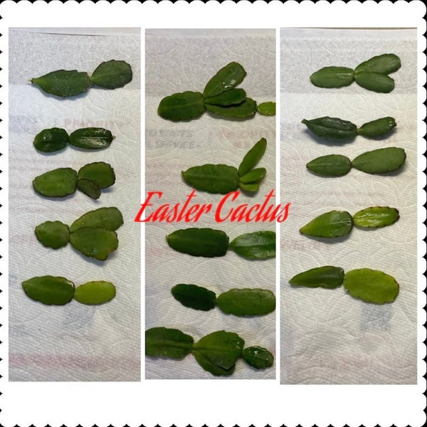 5 Easter /Spring Cactus Cuttings