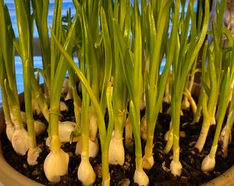 20 ails enracinés, prêts à planter, veuillez voir la vidéo