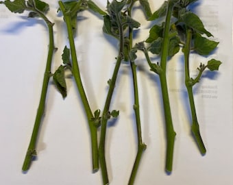 5 boutures de tomatilles fraîches pour une propagation facile