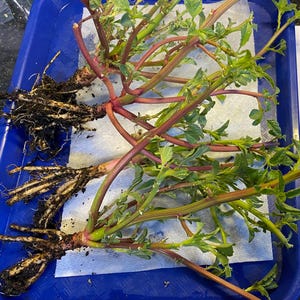 4 Green Amaranthus Rooted Plants