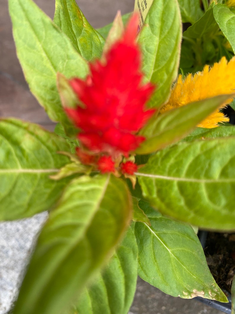 3 Celosia Starter Plants image 5