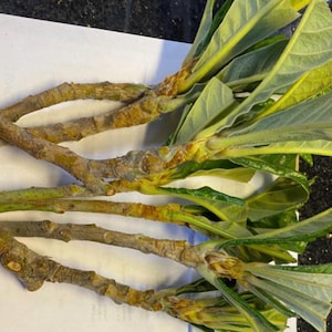 5 Loquat Cuttings