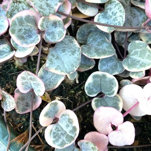5 String of Hearts Variegated , Ceropegia  Woodii Cuttings For Easy Propagation