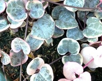 5 ficelles de coeurs panachées, boutures de Ceropegia Woodii pour une multiplication facile