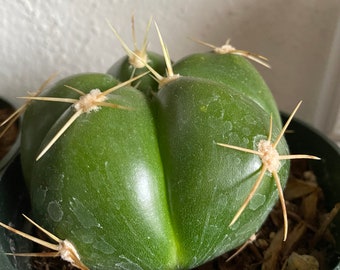 Cactus rare vivant avec pot de 4 pouces