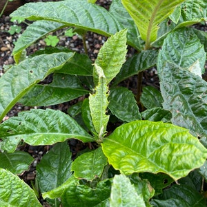 1 Loquat Fruit Starter Plant