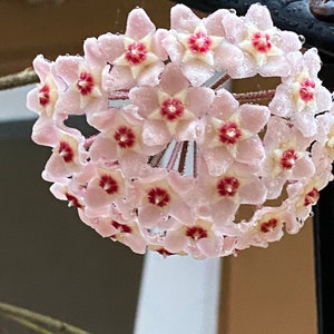 1 Hoya, Porcelainflower, Wax Plant Starter Plant