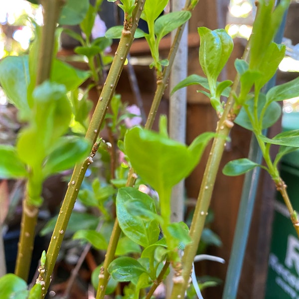 3 Forsythia Cuttings for Propagation