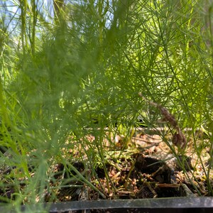 3 Cells of ASPARAGUS Starter Planta