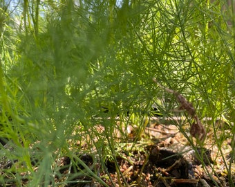 3 Cellules ASPERGES Starter Planta