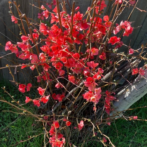 4 Flowering Quince Cuttings for Propagation
