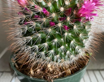 1 Mammillaria Zeilmanniana dans un pot de 4 po. Un seul et il fleurit maintenant (avril)