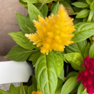 3 Celosia Starter Plants image 3