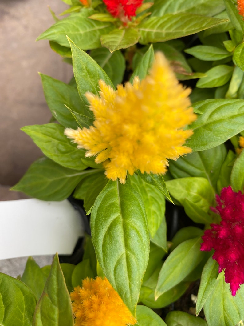3 Celosia Starter Plants image 3
