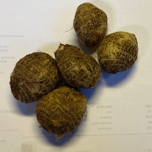 5 Taro Tubers for Planting