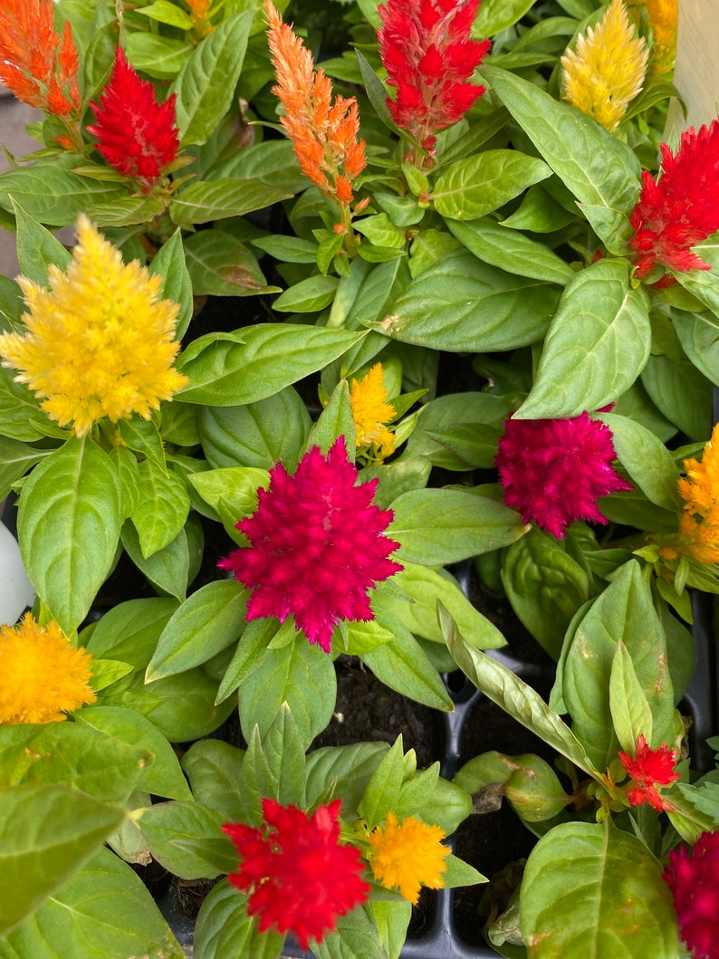 3 Celosia Starter Plants image 1