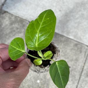 1 Golden Passion Fruit Starter Plant