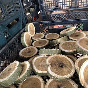 Tree discs, wooden discs Laburnum -9 cm-10 cm