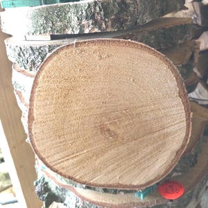Tree slices, wooden slices birch -16 cm