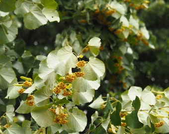 Tilia Tomentosa Silver Linden Silver Lime Neue Saison frisch 10 Samen Pflanzsamen