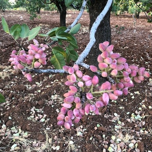 20 Turkish Siirt Pistachios Pistachio Seeds Genuine Pistacia Vera Fresh New Season (September 2024) Seed Organic Edible Planting Seed