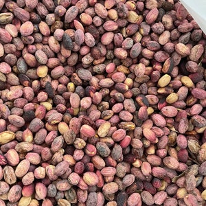 200 Pistacia Atlantica Pistachios Pistachio Genuine Fresh New Season 2024 September Planting Edible Organic Seed Best Price!